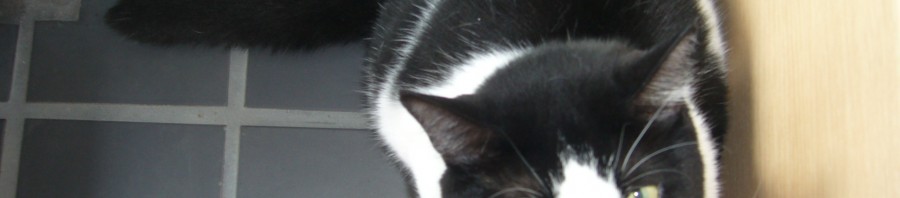 飼い猫「クロ」です。